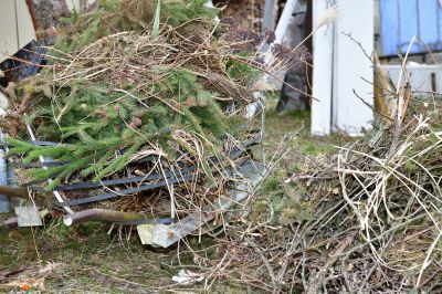 Fallen Branch Removal in Ventura County, CA