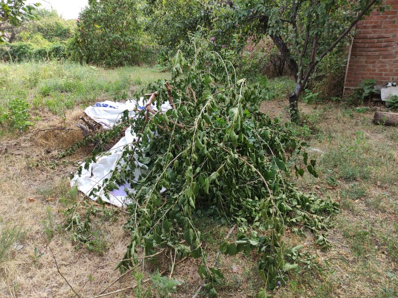 Tree Debris Removal in Ventura County, CA