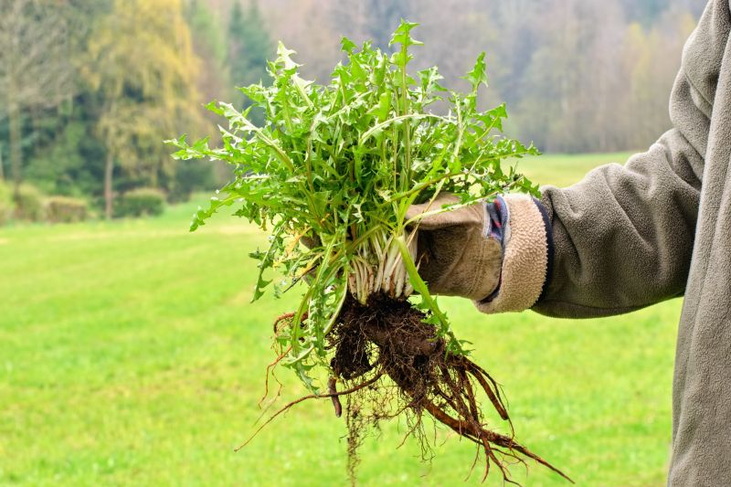 Weeding Service in Aiken, SC