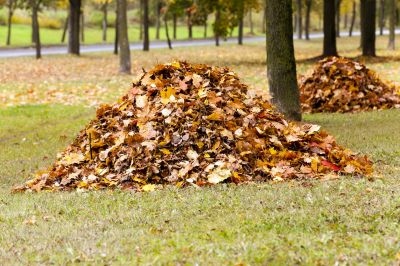 Prevent Slip and Fall Hazards with Leaf Removal!