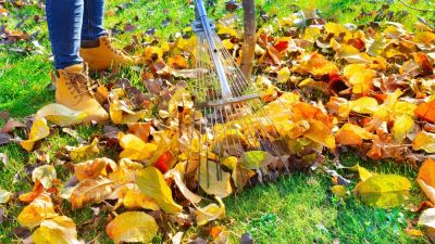 Enhance Curb Appeal with Leaf Removal!