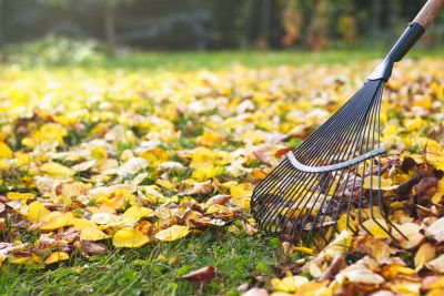 Reduce Pest Habitats with Leaf Removal!