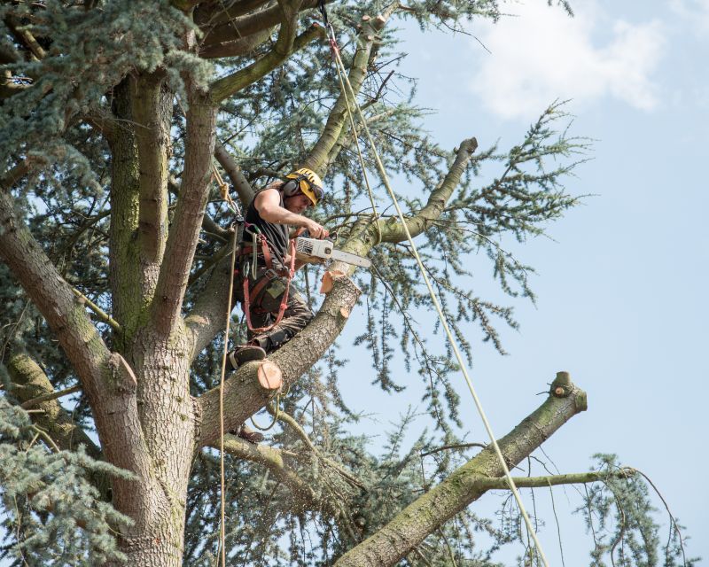 Arborist Pruning in Reno, NV