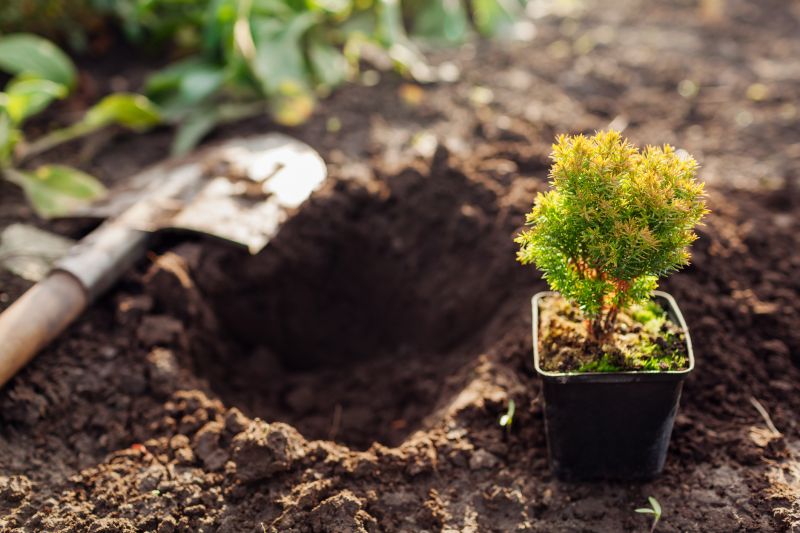 Arborvitae Pruning in Honolulu, HI