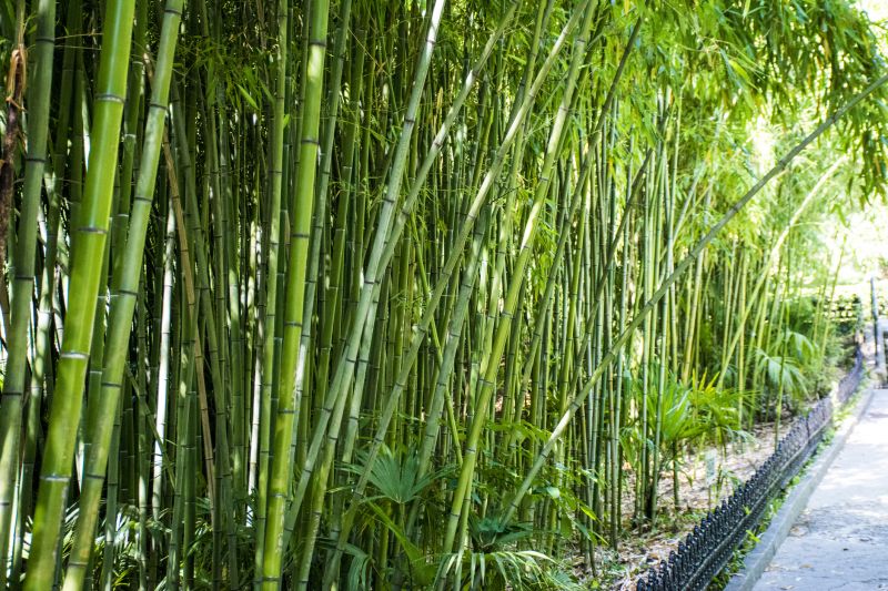 Bamboo Trimming in Ventura County, CA
