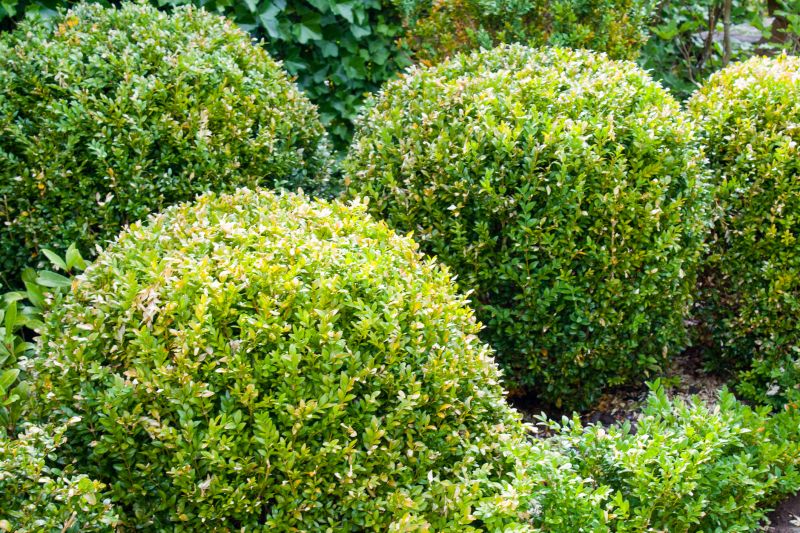 Boxwood Trimming in Honolulu, HI