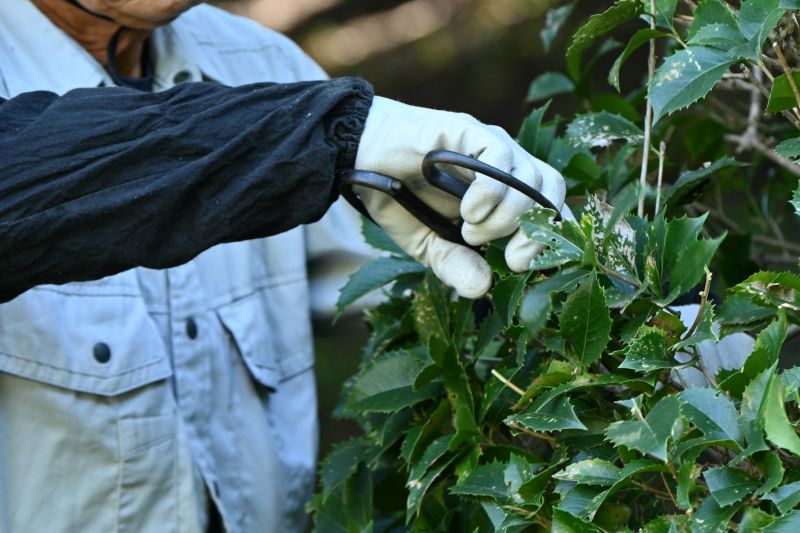 Bush Pruning in Honolulu, HI