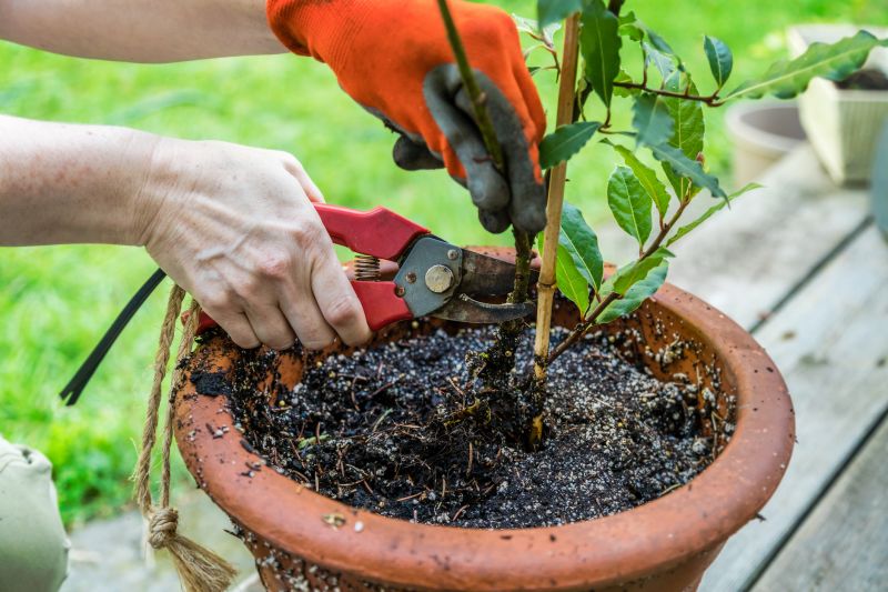 Crape Myrtle Pruning in Honolulu, HI