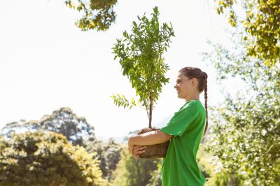 Dogwood Tree Planting in Honolulu, HI