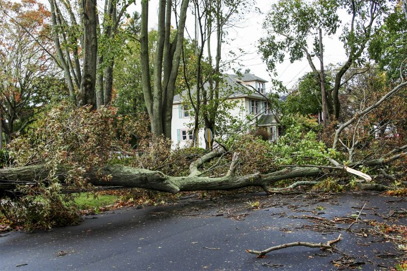 Fallen Branch Removal in Ventura County, CA