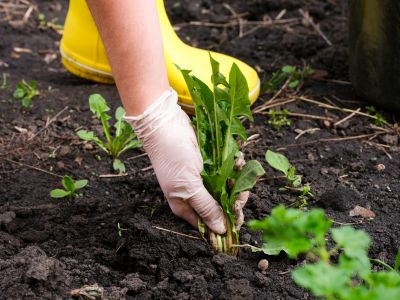 Garden Deweeding in Honolulu, HI