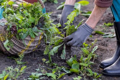 Garden Deweeding in Rockwall, TX