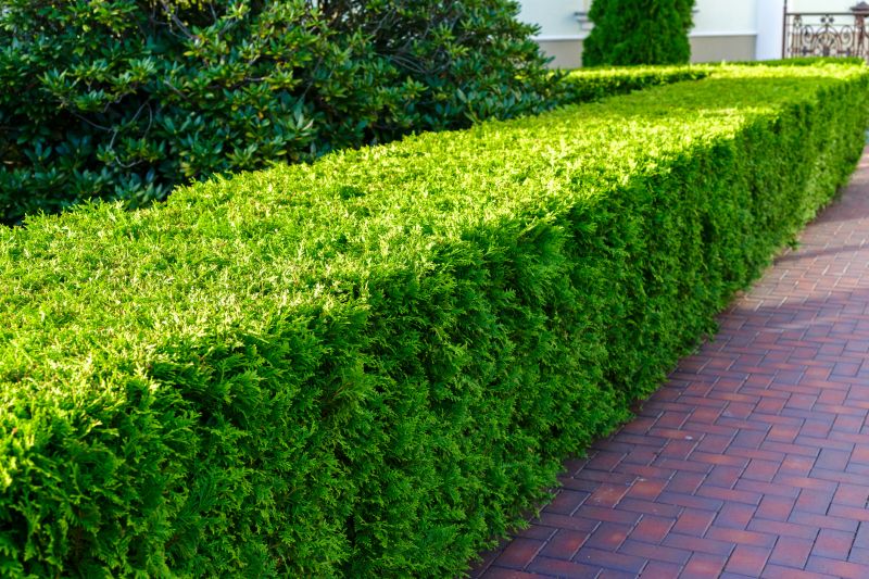 Hedge Landscaping in Honolulu, HI
