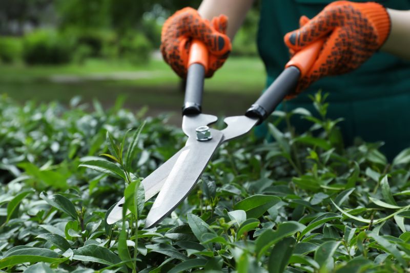 Hedge Pruning in Honolulu, HI