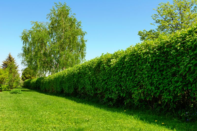 Hedge Replacement in Honolulu, HI