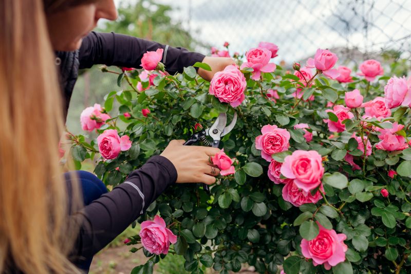Knockout Roses Pruning in Honolulu, HI