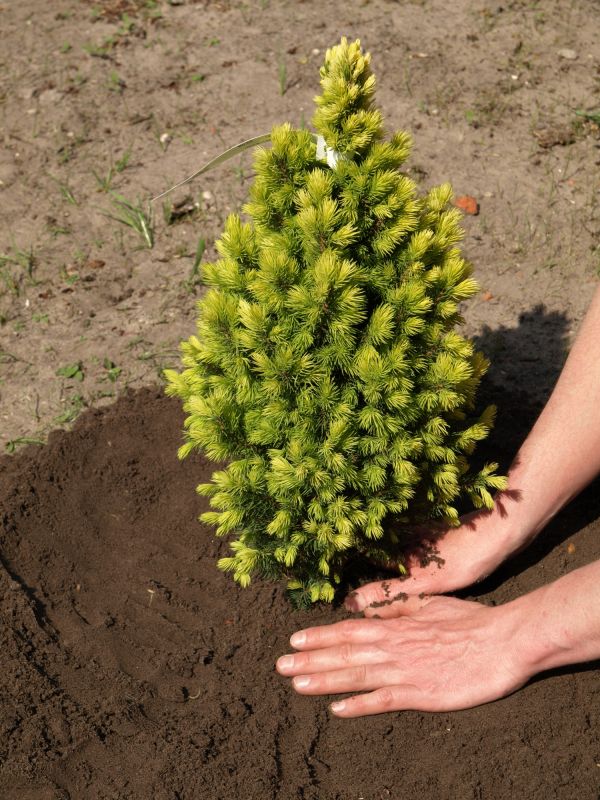 Pine Tree Planting in Ventura County, CA