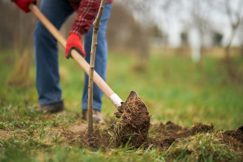 Privacy Trees Planting in Ventura County, CA