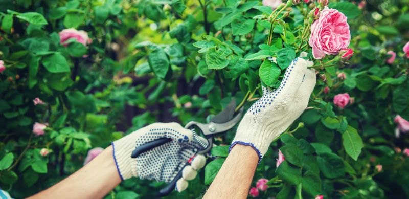 Rhododendron Pruning in Honolulu, HI
