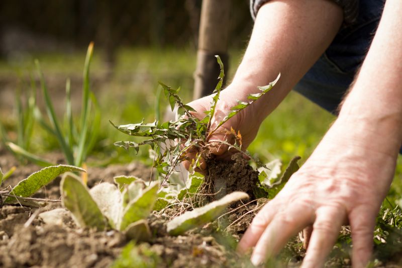 Weeding Service in Rockwall, TX
